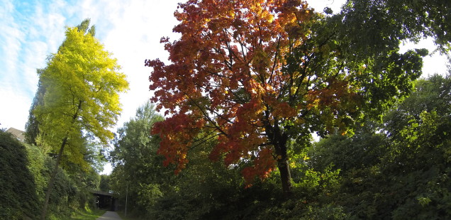 Herbstbaum - GoPro Hero3